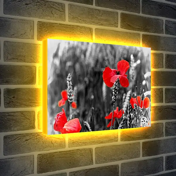 Лайтбокс световая панель - Маки на черно-белом фоне