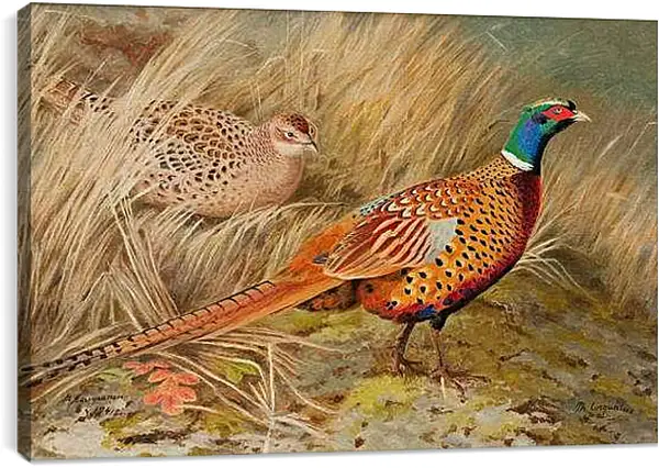 Постер на подрамнике - Пара фазанов