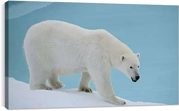 Постер на подрамнике - Белый медведь