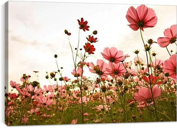 Постер на подрамнике - Полевые цветы