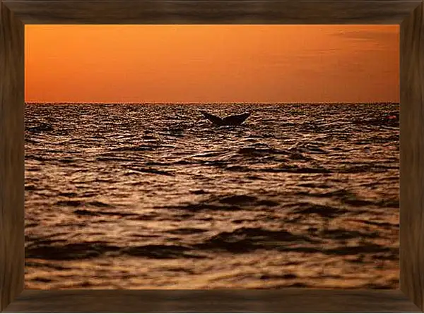 Картина в раме - Киты