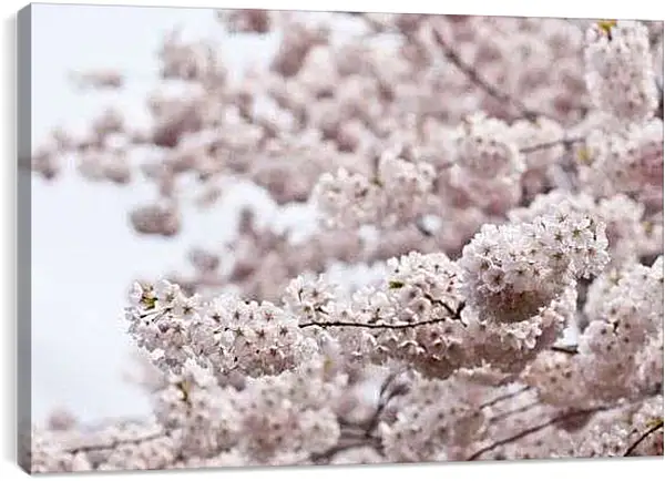 Постер на подрамнике - Яблоня в цвету