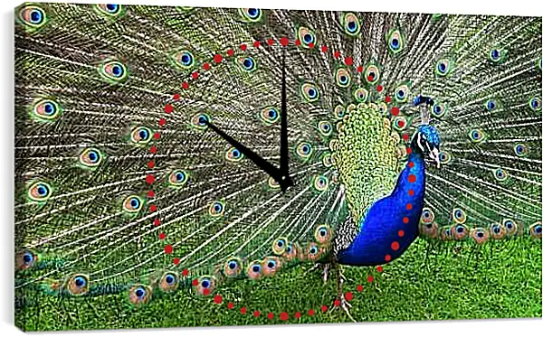 Часы картина - Павлин с распущенным хвостом