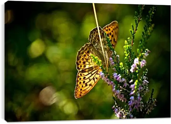 Постер на подрамнике - Желтая бабочка