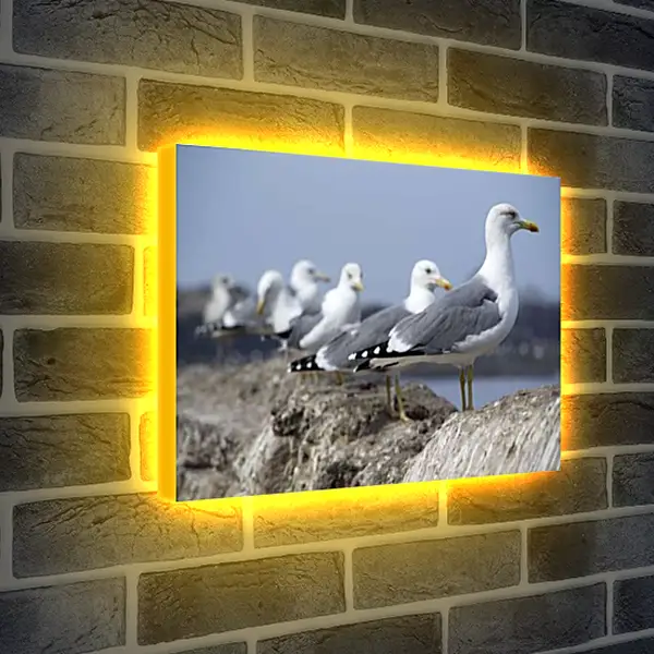 Лайтбокс световая панель - Чайки