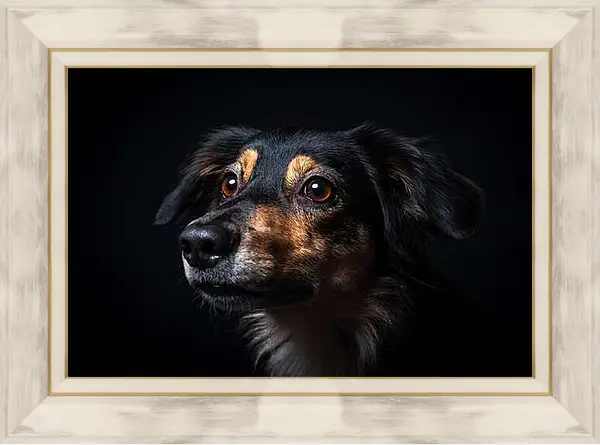 Картина в раме - Портрет собаки на черном фоне в студии