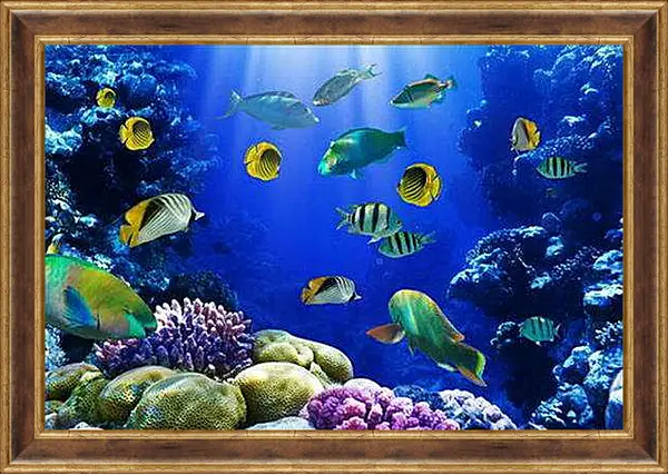 Картина в раме - Рыбки и кораллы