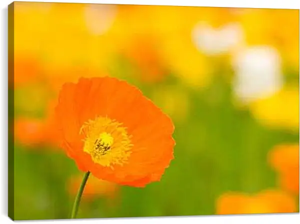 Постер на подрамнике - Солнечный мак