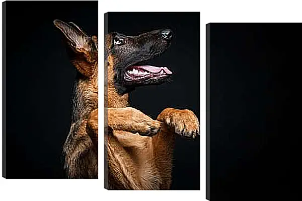 Модульная картина - Овчарка