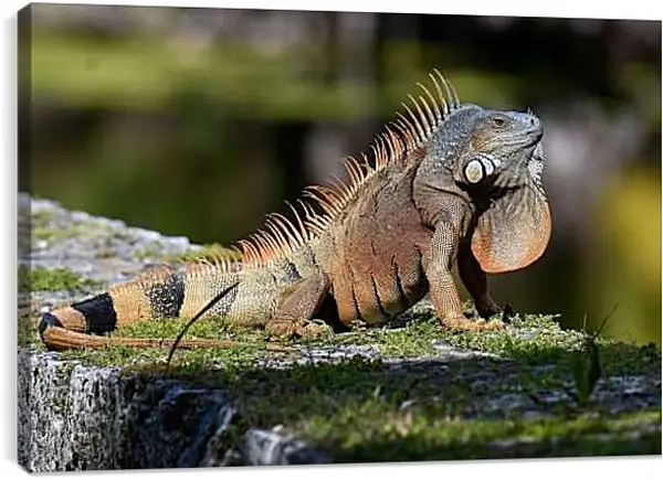 Постер на подрамнике - Рептилии