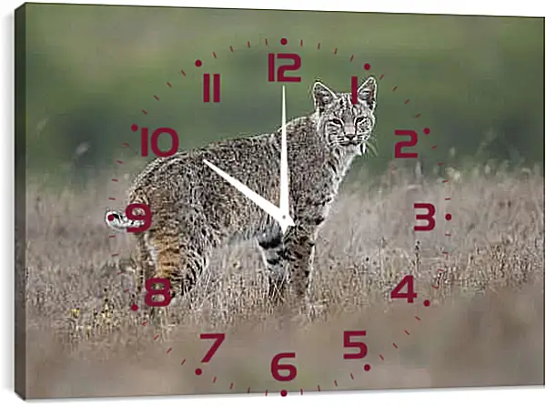 Часы картина - Рысь
