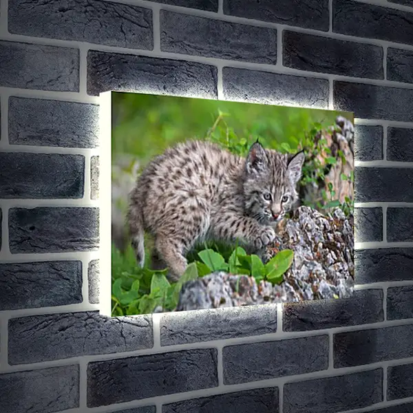 Лайтбокс световая панель - Рысь