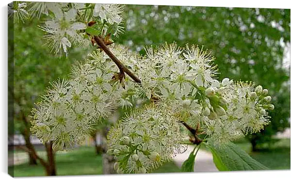 Постер на подрамнике - Весна