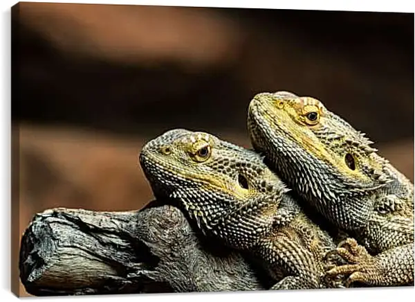 Постер на подрамнике - Рептилии