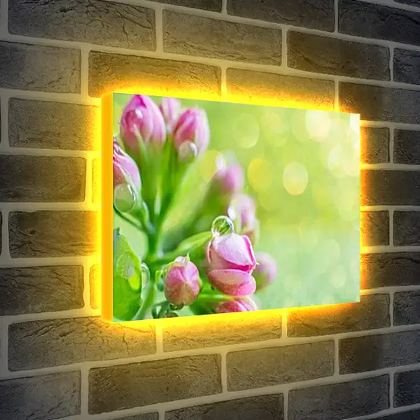 Лайтбокс световая панель - Тюльпаны