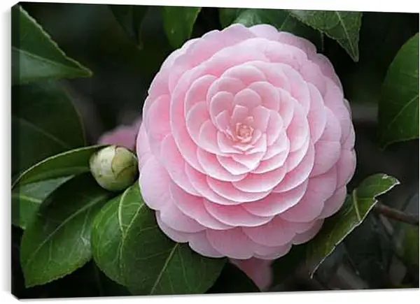 Постер на подрамнике - Нежная камелия