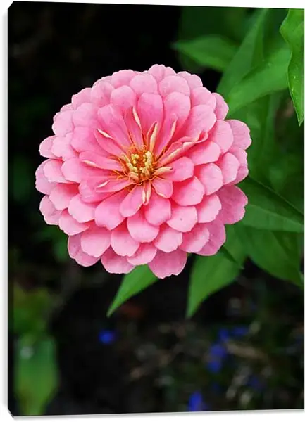 Постер на подрамнике - Камелия