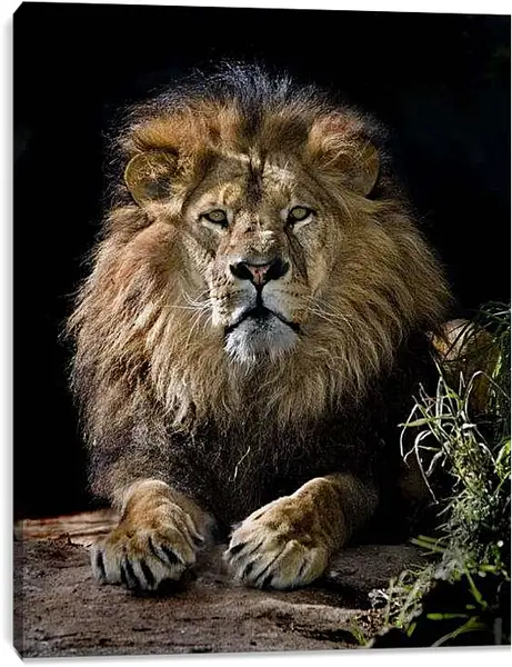 Постер на подрамнике - Лев