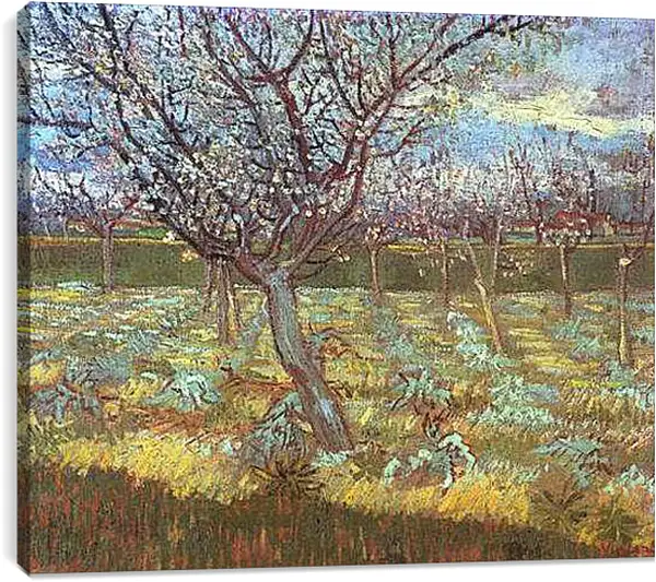 Постер на подрамнике - Apricot Tree in Bloom. Винсент Ван Гог