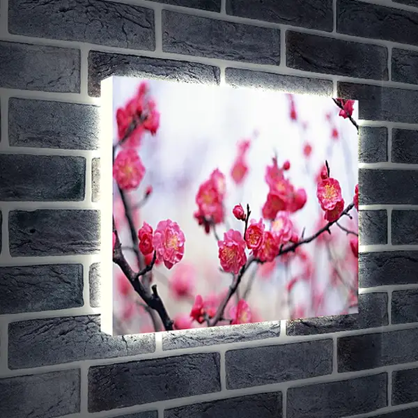 Лайтбокс световая панель - Цветущая сакура