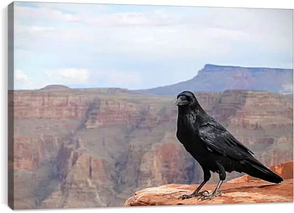 Постер на подрамнике - Чёрный ворон сидит на скале