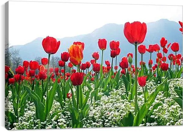 Постер на подрамнике - Поле тюльпанов