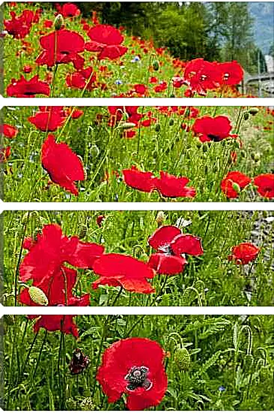 Модульная картина - Маки на склоне