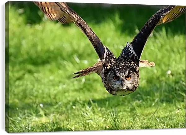 Постер на подрамнике - Сова в полёте над землёй