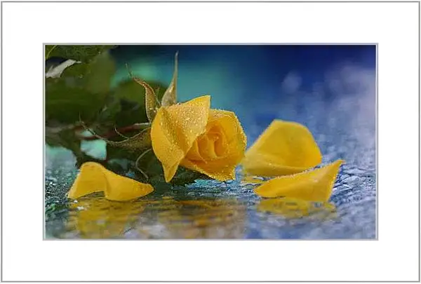Картина в раме - Желтая роза