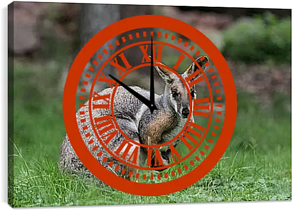 Часы картина - Кенгуру