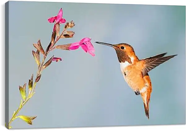 Постер на подрамнике - Колибри