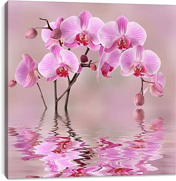 Постер на подрамнике - Орхидеи над водой
