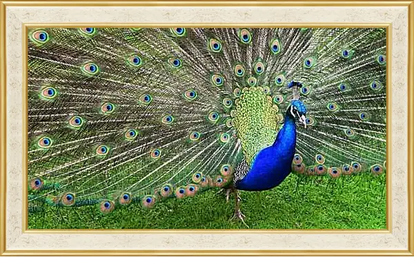 Картина в раме - Павлин с распущенным хвостом