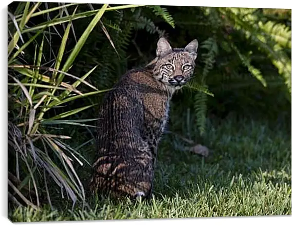 Постер на подрамнике - Рысь