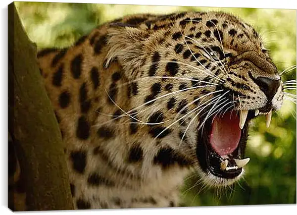 Постер на подрамнике - Леопард