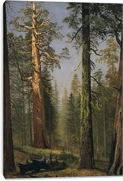 Постер на подрамнике - The Grizzly Giant Sequoia, Mariposa Grove, California. Альберт Бирштадт