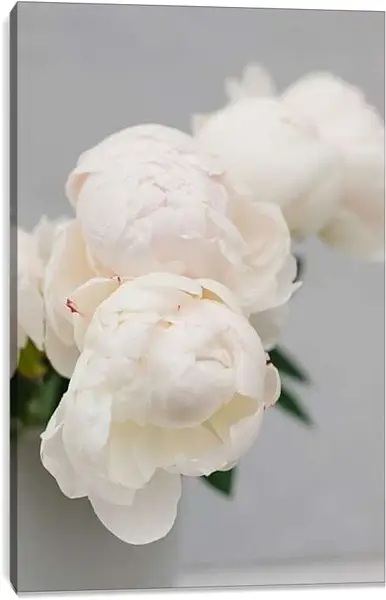 Постер на подрамнике - Пионы