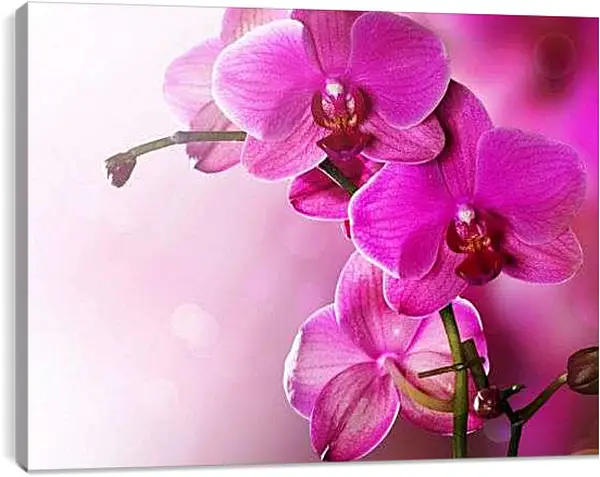 Постер на подрамнике - Розовая орхидея