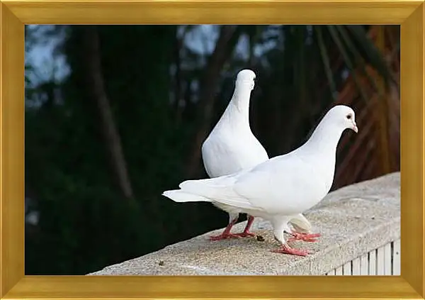 Картина в раме - Голуби