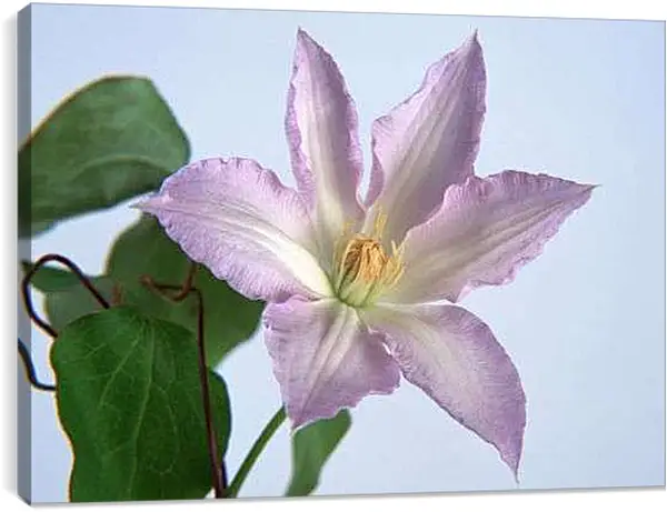 Постер на подрамнике - Лилия