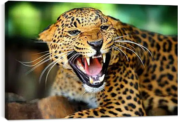 Постер на подрамнике - Леопард