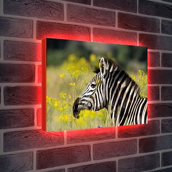 Лайтбокс световая панель - Зебра