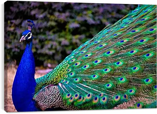 Постер на подрамнике - Павлин с длинным хвостом