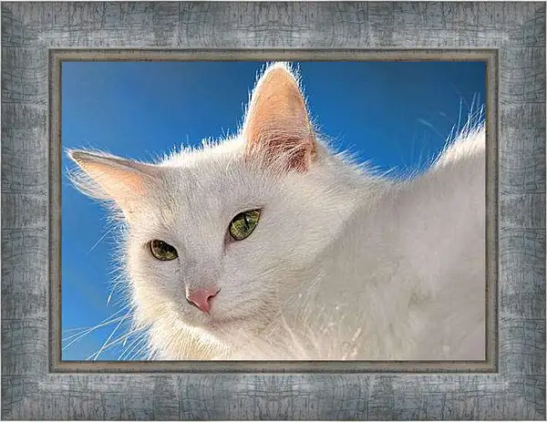 Картина в раме - Белый кот