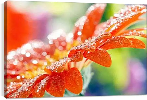 Постер на подрамнике - Оранжевая Гербера