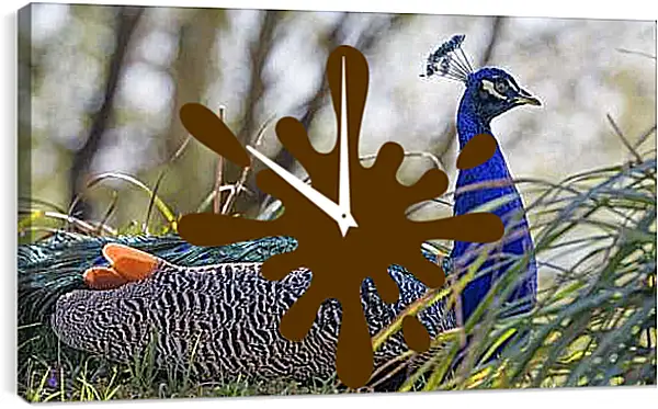 Часы картина - Павлин в зелёной траве