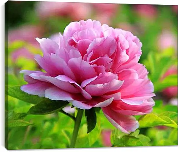 Постер на подрамнике - Пион