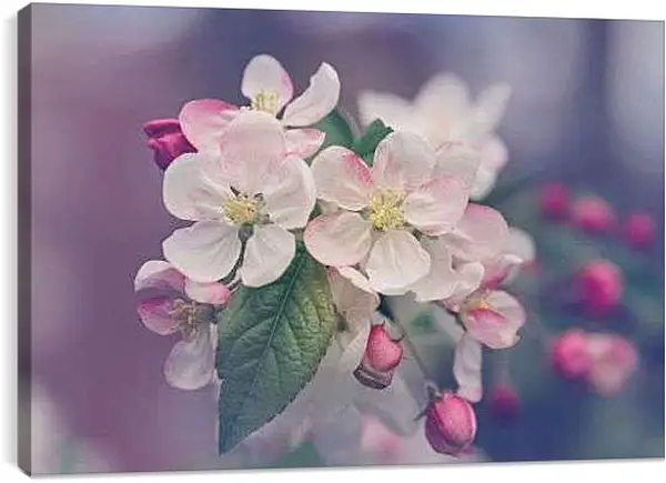 Постер на подрамнике - Весенняя яблоня