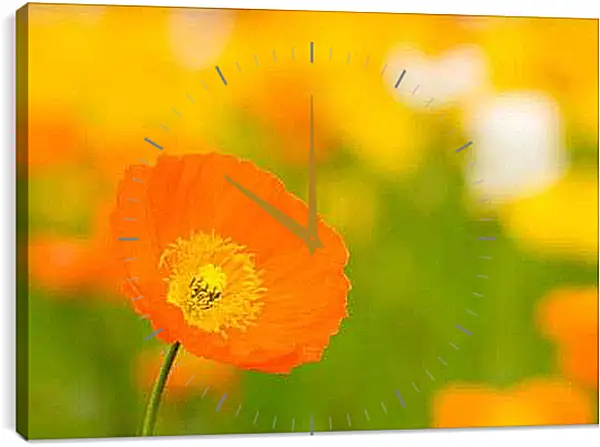 Часы картина - Солнечный мак