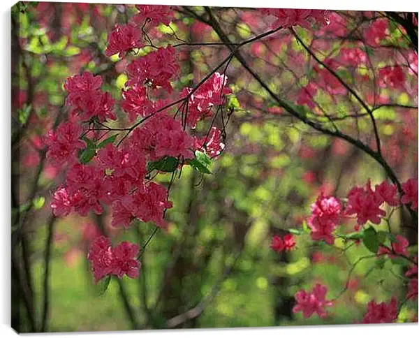 Постер на подрамнике - Весна